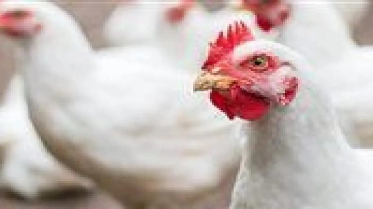 سعر الفراخ اليوم في مصر يشهد مستويات جديدة وسط حالة من هدوء الأسواق